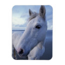 Recherche de cheval camargue magnets Superstock