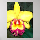 Recherche de orchidée de cattleya posters Flore