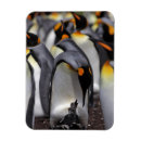 Recherche de de poussin refrigérateur magnets Pingouin