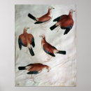 Recherche de oiseau geai posters Jay
