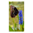 Recherche de orchidée bleue posters Tropical