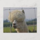 Zoek naar alpacas briefkaarten Fotografie