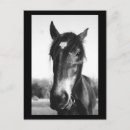 Recherche de cheval noir cartes postales Ferme