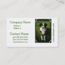 Recherche de bergers australiens cartes visite Animal familier