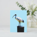 Recherche de ibis cartes postales Faune