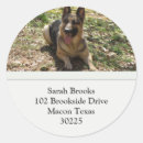 Recherche de chien berger allemand autocollants Animal