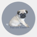 Recherche de carlin autocollants Chien