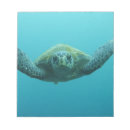 Recherche de tortue blocsnotes Côtier