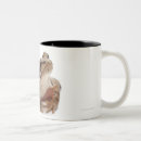 Recherche de reptile tasses Coquilles