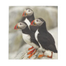 Zoek naar papegaaiduikers posters Zeevogel