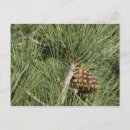 Recherche de torrey cartes postales Californie