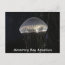 Recherche de meduse cartes postales Blanc