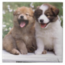 Recherche de vue de face carreaux Animal