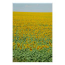 Recherche de tournesols posters Photographie
