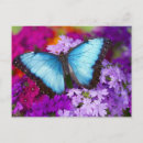Recherche de papillon tropical cartes postales Faune