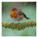 Recherche de perche posters Robin