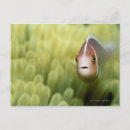 Recherche de anémones cartes postales Animaux