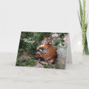 Zoek naar bengalen kaarten Foto