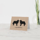 Recherche de bernese mountain dog Amour
