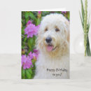 Recherche de happy birthday goldendoodle Pour tous