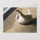 Recherche de comportement cartes postales Animaux domestiques