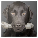 Recherche de os carreaux Chiots
