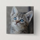 Recherche de animal familier photographie Chaton