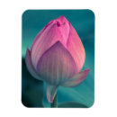 Recherche de fleur lotus magnets Feuille