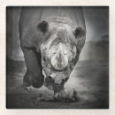 Recherche de rhinocéros dessous de verres Animal