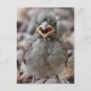 Recherche de oiseau bébé cartes postales Chic