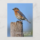 Recherche de oiseau bleu oriental cartes postales Faune