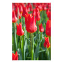 Zoek naar macro kunst Tulpen