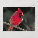 Zoek naar vogeltjes briefkaarten Zangvogel