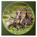 Zoek naar eenden tegels Schattig