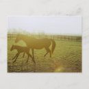 Recherche de poulain cartes postales Cheval