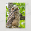 Recherche de poussins de bébé cartes postales Plumes