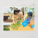 Recherche de vie de pays cartes postales Animaux
