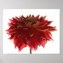 Recherche de dahlia rouge posters Jaune
