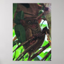 Recherche de tarsier posters Primate