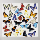 Zoek naar tropische vlinder posters Insect