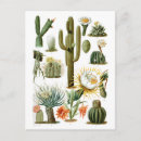 Recherche de graphiques vintages cartes postales Cactus