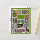 Zoek naar sneeuwuilen briefkaarten Vogels