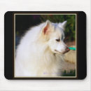 Recherche de esquimau Animaux familiers