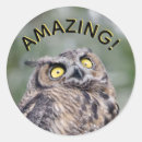 Recherche de le hibou autocollants Oiseau
