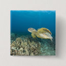 Zoek naar zeeschildpad buttons Zwemmen