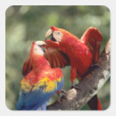 Recherche de perroquet rouge autocollants Animal