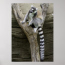 Recherche de lémur posters Mignon