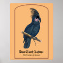 Zoek naar kaketoe posters Vogel