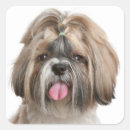 Recherche de shih tzu chien autocollants Shitzu