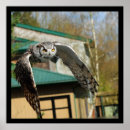 Recherche de hibou à cornes posters Rapace